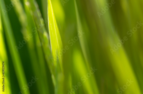 green grass abstract macro blurry background photo