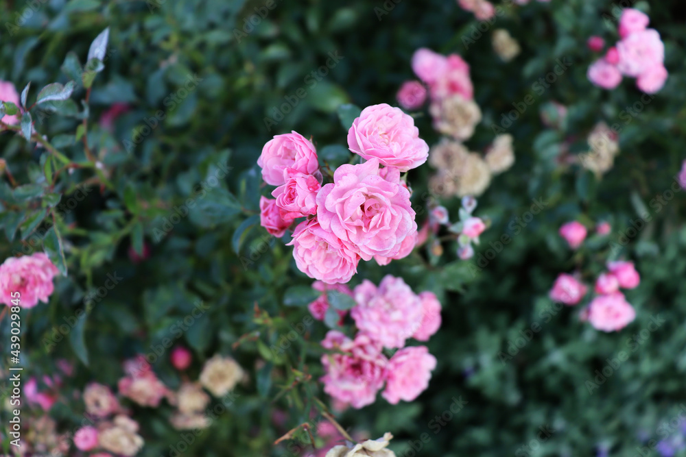 Beautiful nature scenic background with flowers Beautiful nature scenic background with flowers