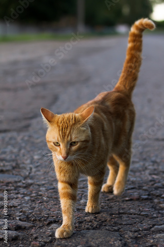 cat on the street © Даша 