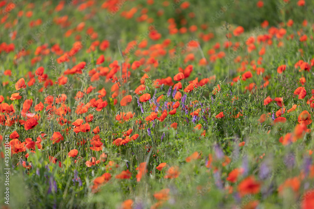 Poppy meadow with lots of blossoms as background