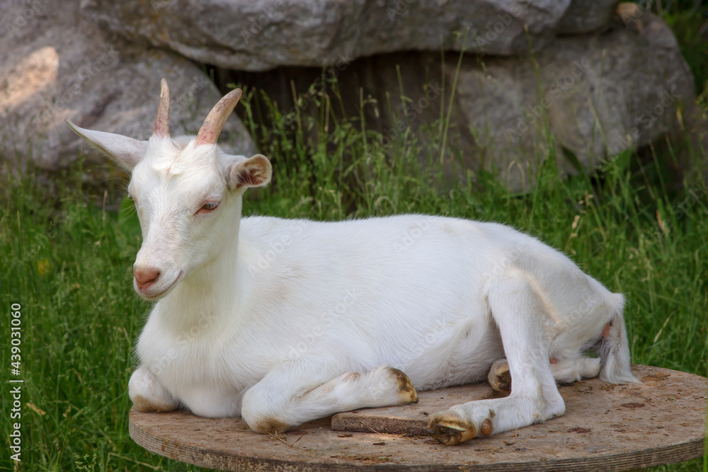 white goat resting in green field enclosure white goat resting in green field enclosure