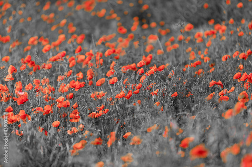 black and white poppy meadow with red of blossoms  abtract color as background