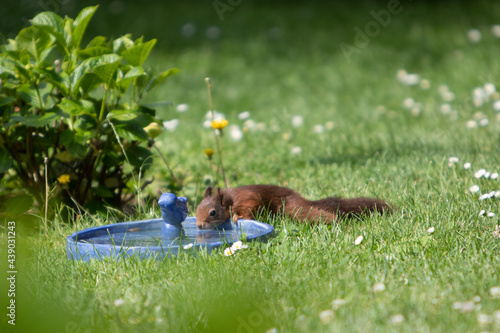 brown squirrel drinking water from a bird bath
