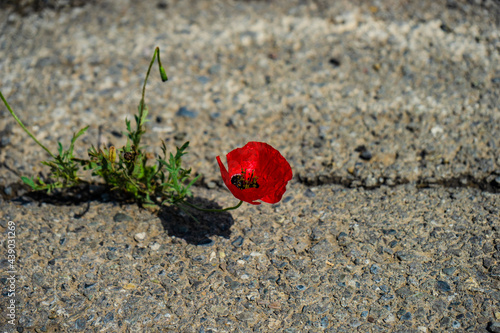 Little red poppy flower photo