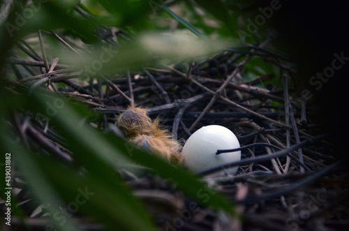 Pajarito recién nacido y huevo en su nido de ramitas. Pichón de paloma	 photo