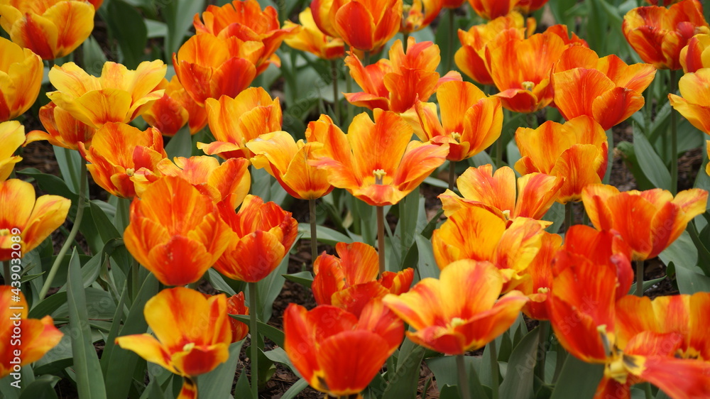 Fully bloomed tulips in Garvin Woodland Gardens, Hot Springs, AR, USA
2011/03 Fully bloomed tulips in Garvin Woodland Gardens, Hot Springs, AR, USA
2011/03