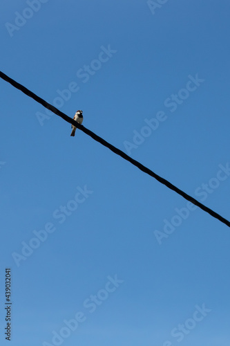 Small bird perching on electric cable isolated on a clear blue sky background. Minimalist photo of bird on wire. Vertical image with empty space for text