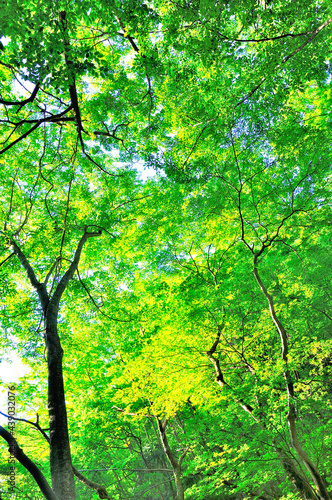 奥秩父の両神山 表登山道の森の緑