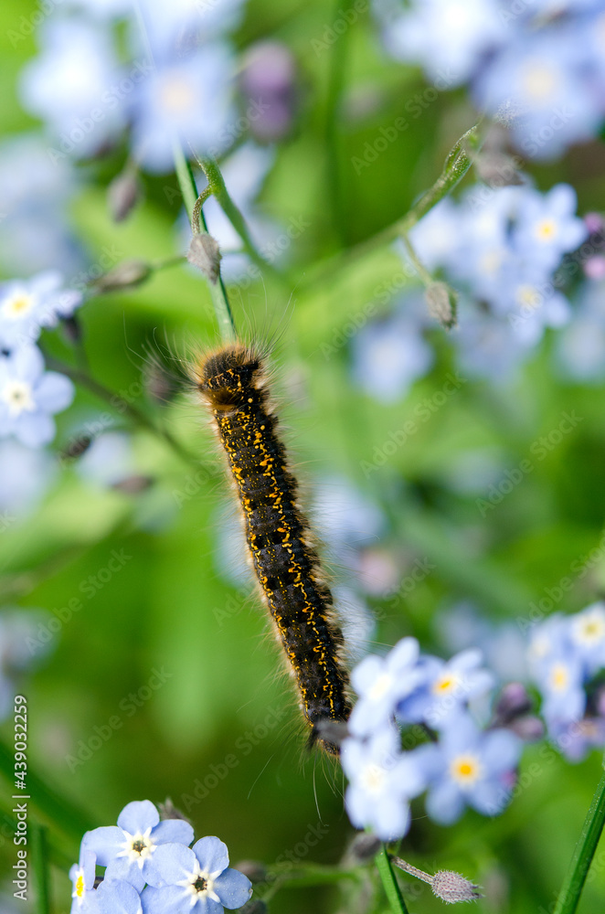 beautiful macro image of a caterpillar among the blue flowers of forget-me-nots beautiful macro image of a caterpillar among the blue flowers of forget-me-nots