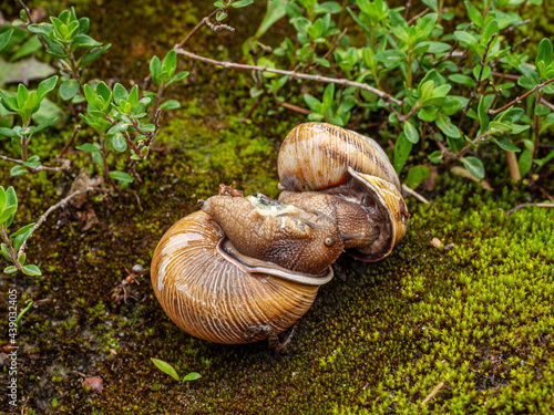 Edible snail or escargot (Helix pomatia) crawls on the moss.