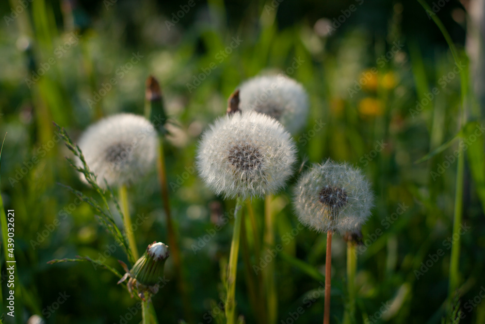 A deflated dandelion. Dandelion is white. Ripe spring plant. A deflated dandelion. Dandelion is white. Ripe spring plant.