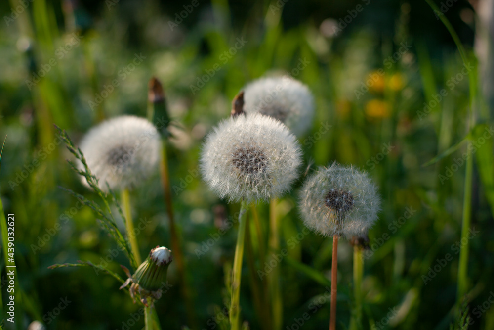 A deflated dandelion. Dandelion is white. Ripe spring plant.