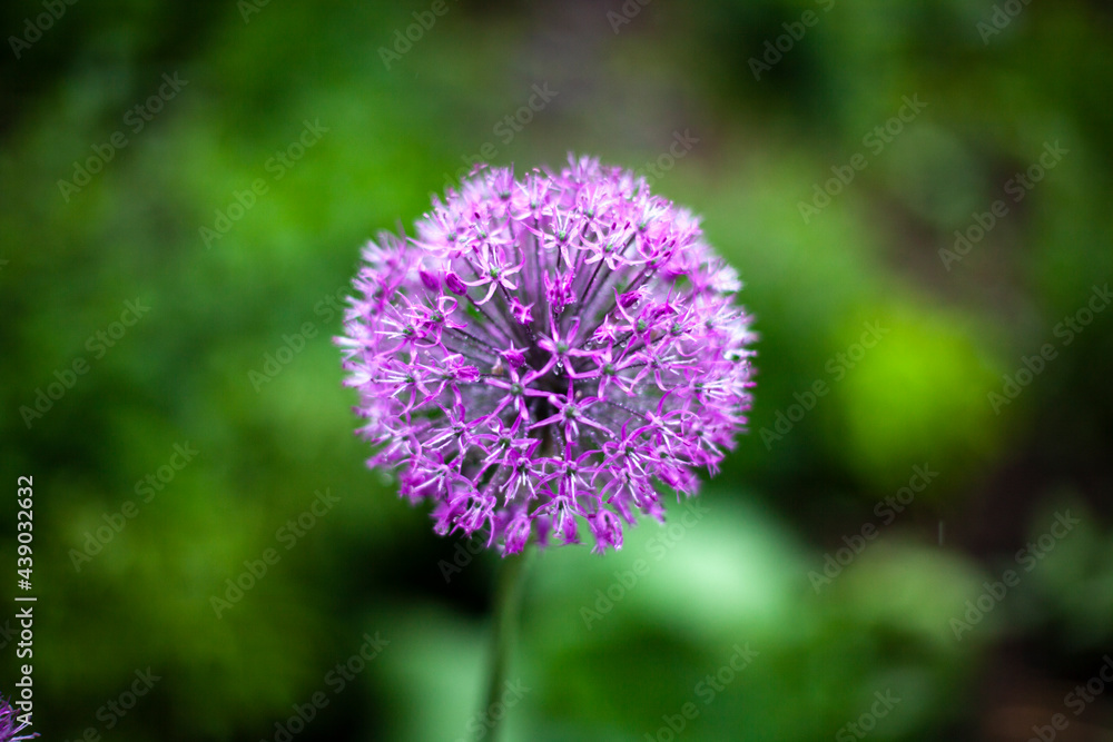Onion inflorescence. Onions in the garden. Purple flower. Onion inflorescence. Onions in the garden. Purple flower.