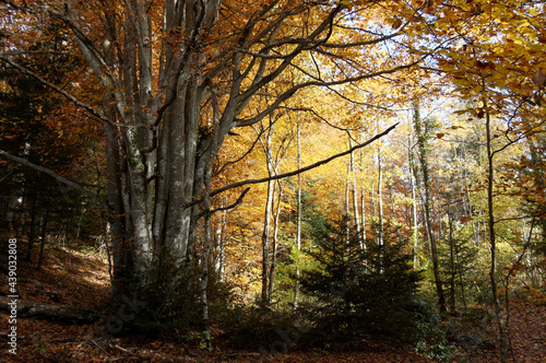 Forêt du Jura en automne
