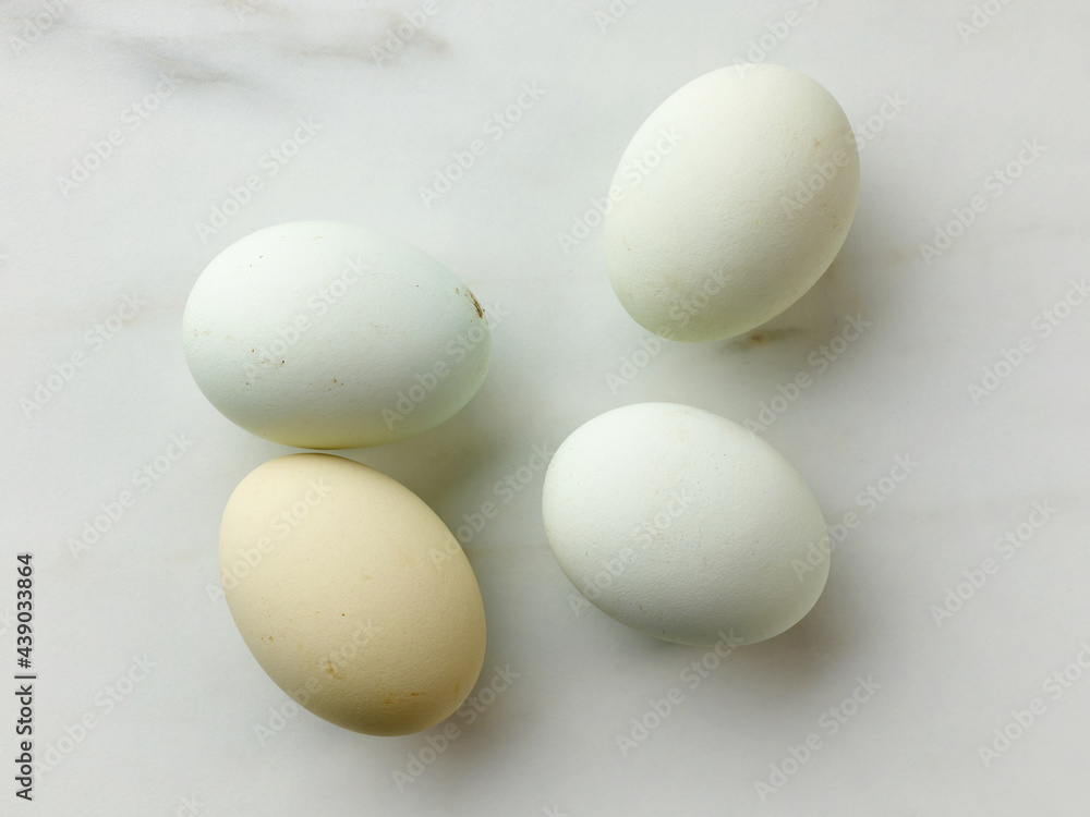 fresh raw bio eggs fresh raw bio eggs