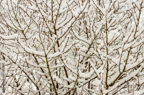 Tree branches in snow, background for winter weather banner.