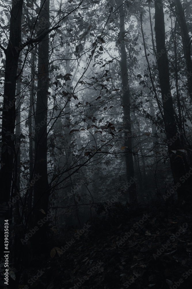 Fototapeta premium foresta