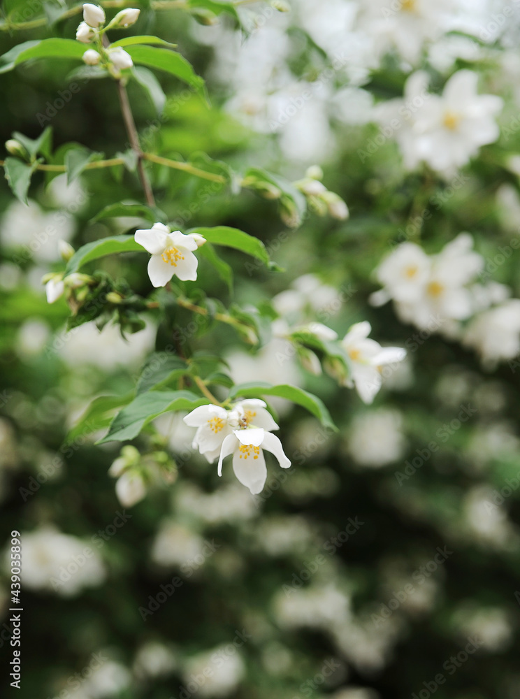 white flowers on a green background white flowers on a green background