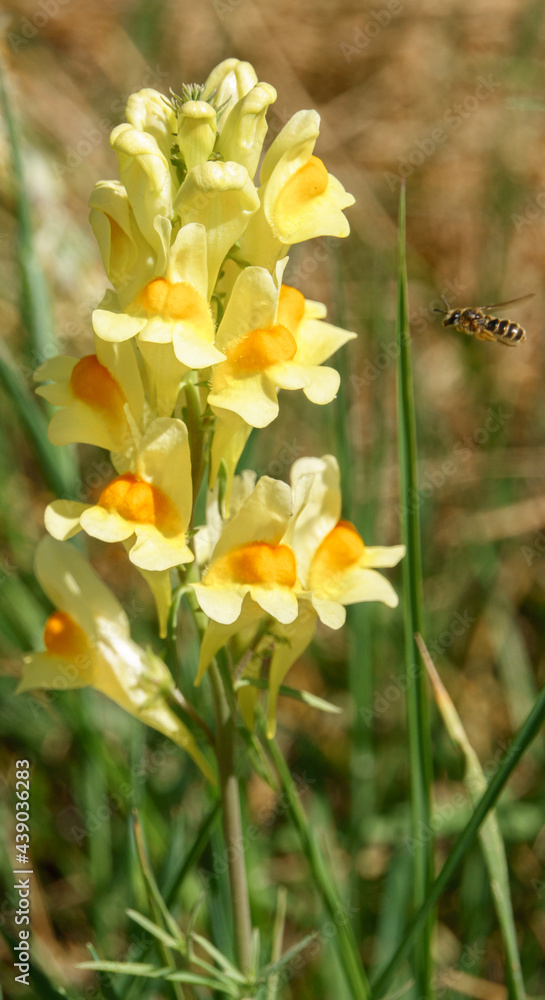 Obraz premium bright yellow toadflax in bloom on Salisbury Plain chalklands, Wiltshire