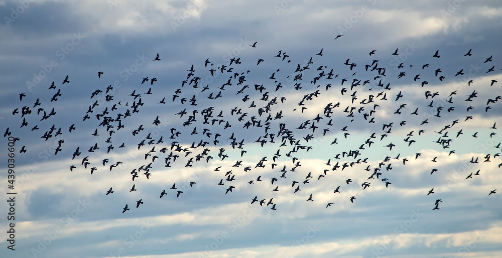 Obraz premium A large spring flock of wild doves flying on the sky against dramatic clouds. Main flock of Common wood pigeon (Columba palumbus) and a small addition of European starling (Sturnus vulgaris).