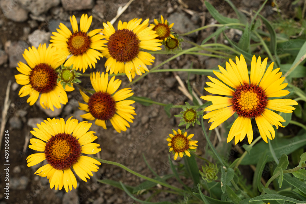 Desert Flowers Desert Flowers
