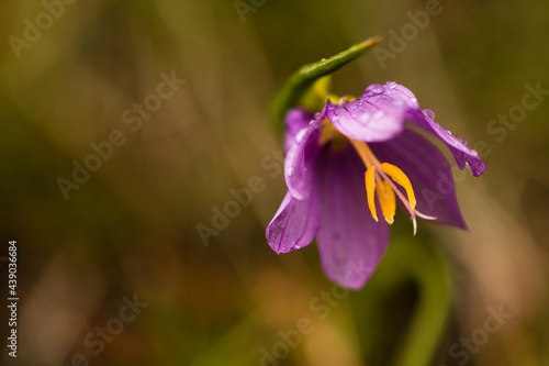 Canvas Print Grass Widow