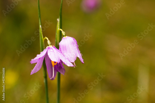 Fotografija Grass Widow