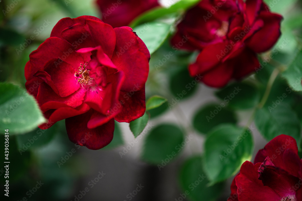 Garden Roses