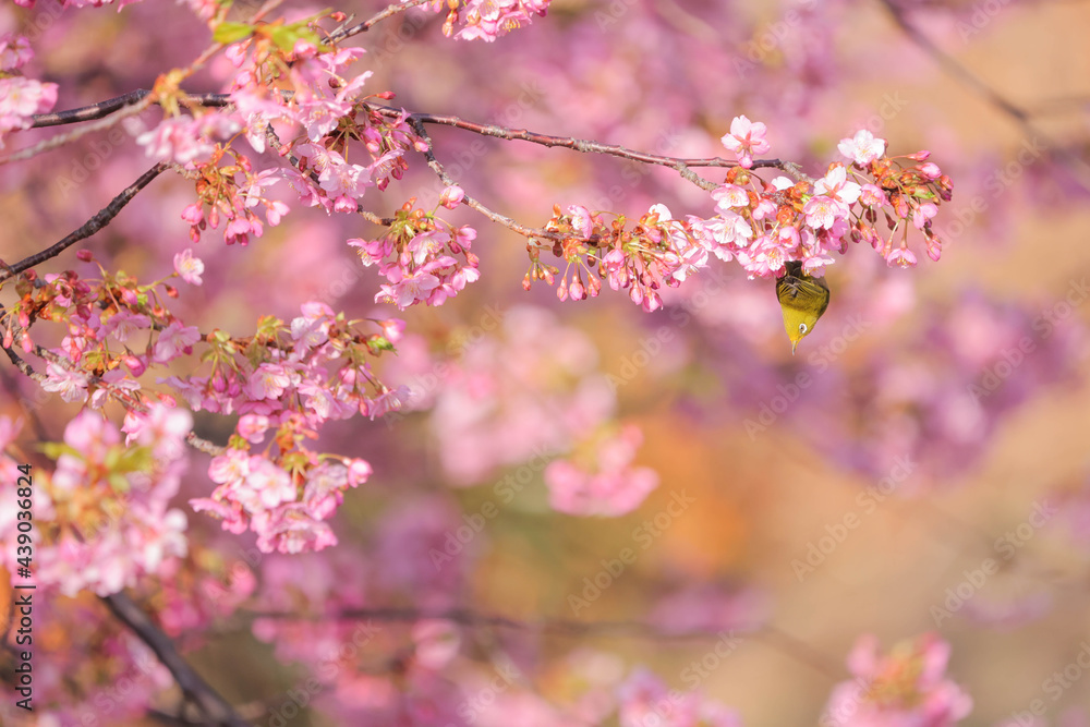早春の河津桜とメジロ　広島県呉市蒲刈島　県民の浜