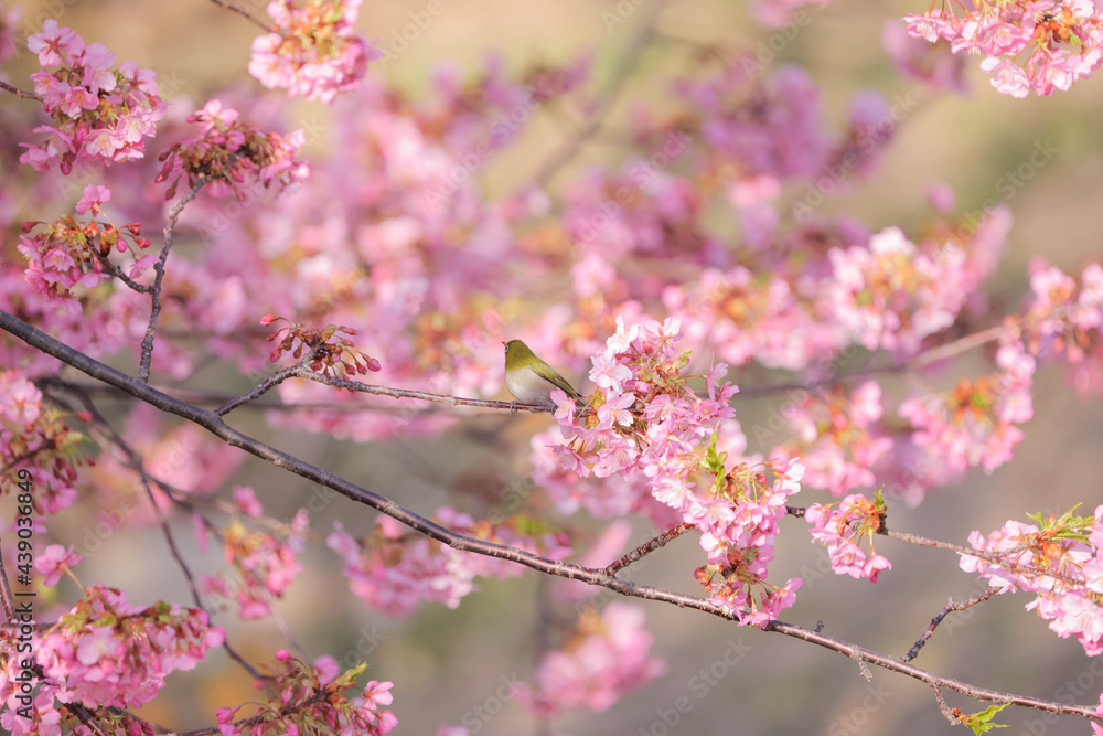 早春の河津桜とメジロ 広島県呉市蒲刈島 県民の浜 早春の河津桜とメジロ 広島県呉市蒲刈島 県民の浜