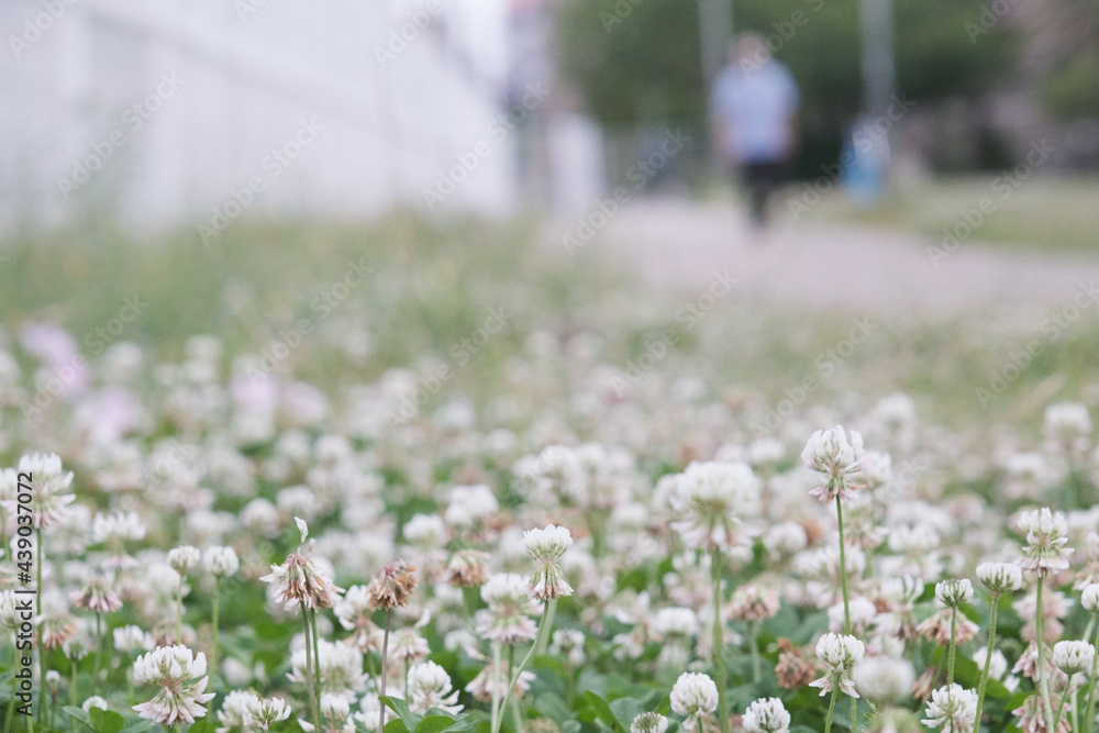 Fototapeta premium 公園のシロツメクサ。早朝散歩をする人。白クローバーの花言葉は「私を思って」「約束」