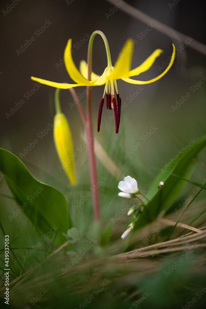 Obraz premium Glacier Lily