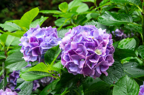 梅雨に咲くアジサイ