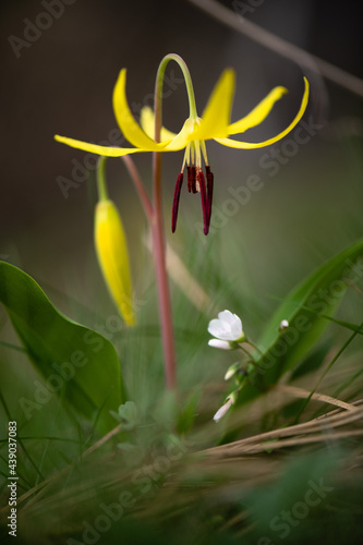Glacier Lily