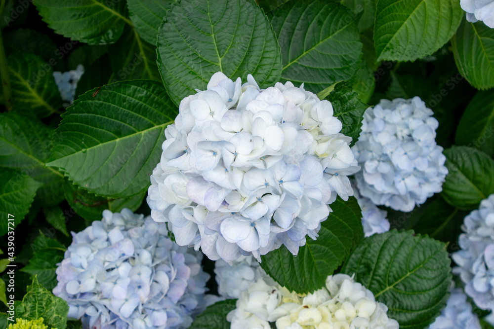 Obraz premium 梅雨に咲くアジサイ