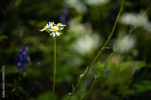 Northwest Wildflower