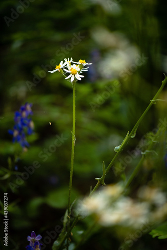 Northwest Mountain Flowers