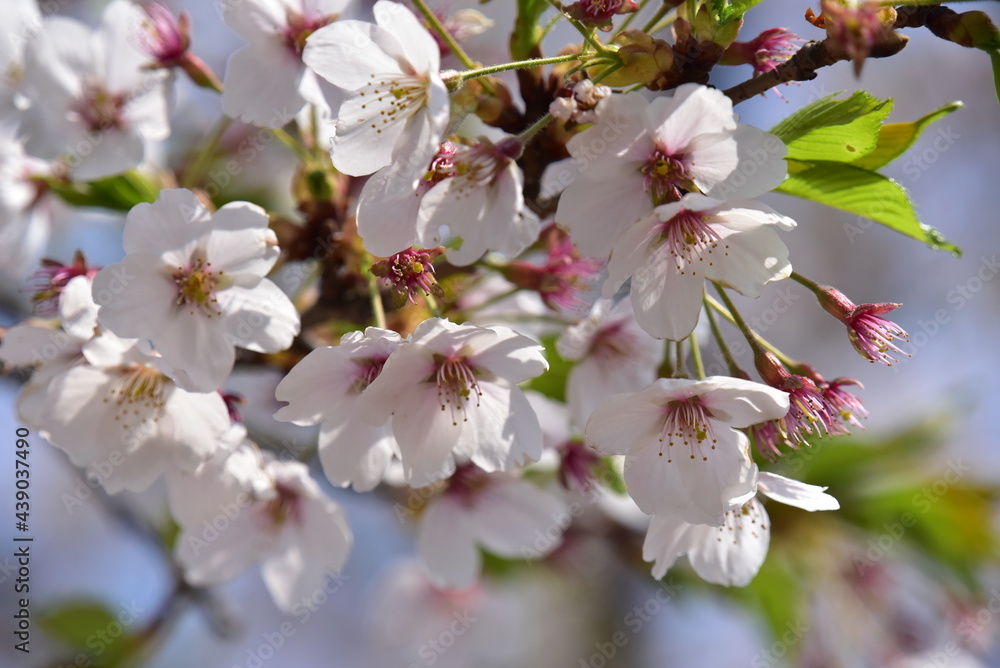 Obraz premium 봄에 활짝 핀 벚꽃,