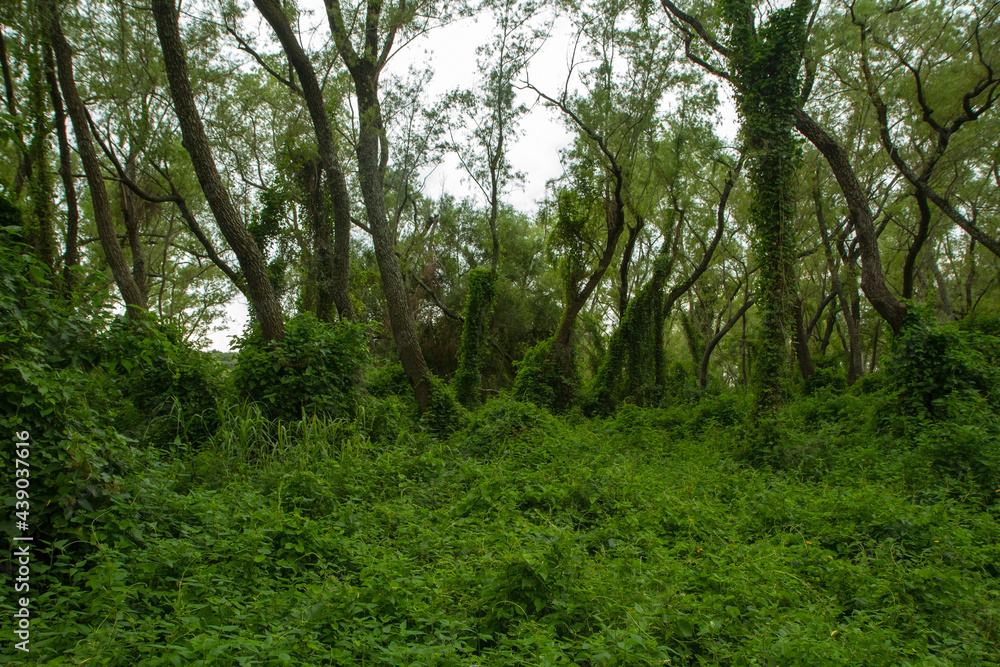 Panorama view of an enchanting green forest foliage and leafage with a beautiful sunlight, Pre Delta National Park Panorama view of an enchanting green forest foliage and leafage with a beautiful sunlight, Pre Delta National Park