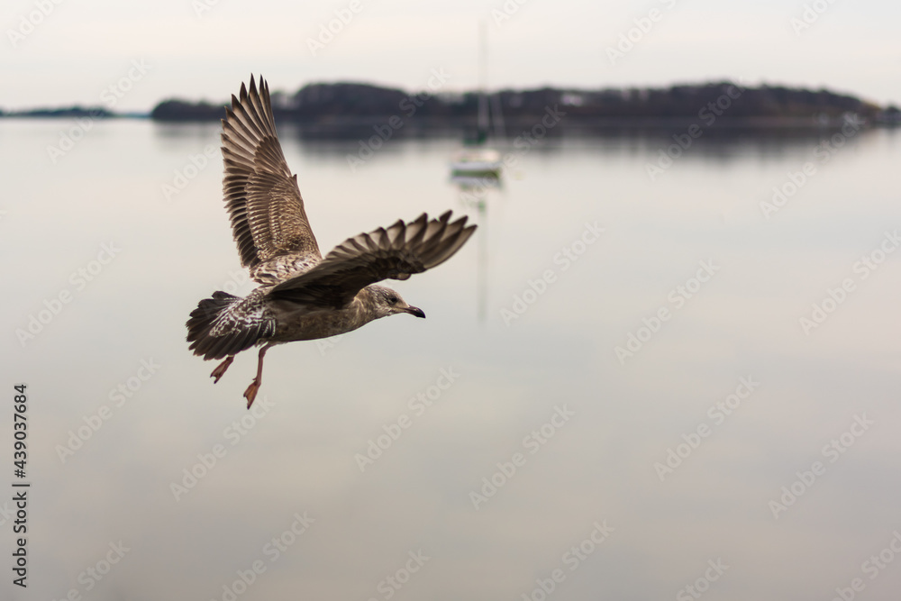 Fototapeta premium seagull flying over the water
