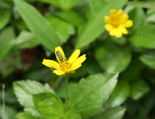 A metallic green sweat bee feeding using proboscis and tongue on a yellow flower photo