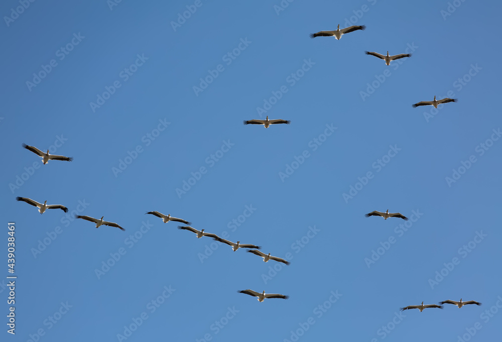 Brown Pelicans flying in formation, illuminated by the sun
Brown Pelicans flying in formation, illuminated by the sun