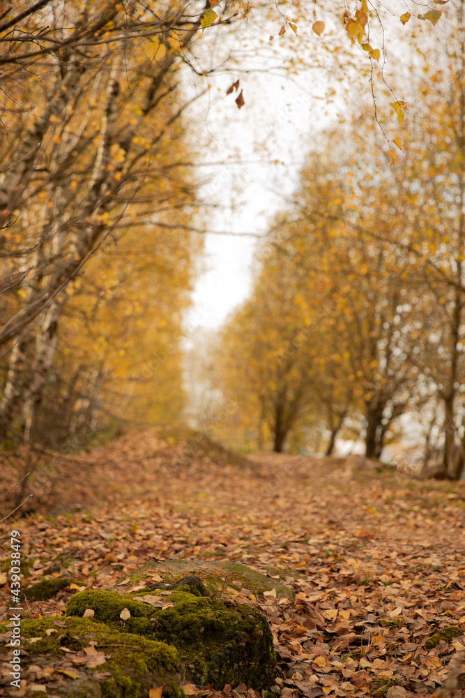 yellow autumn forest with moss stump