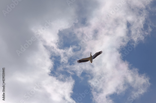Pelican in flight against blue sky