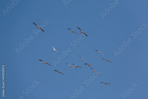 Brown Pelicans flying in formation, illuminated by the sun
