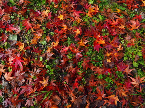 鮮やかな紅葉