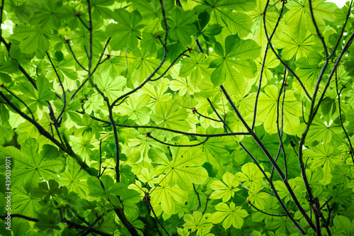 Chestnut fresh spring green leaves bottom view