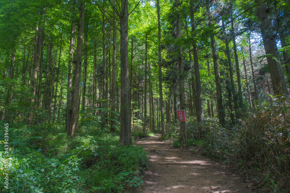 Fototapeta premium Early summer scenery of Dabie Mountain Bodao Peak Scenic Area in Luotian, Huanggang, Hubei, China