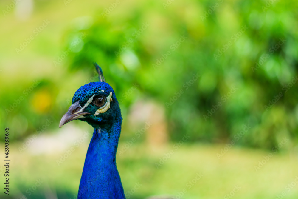 Fototapeta premium close up portrait of peacock