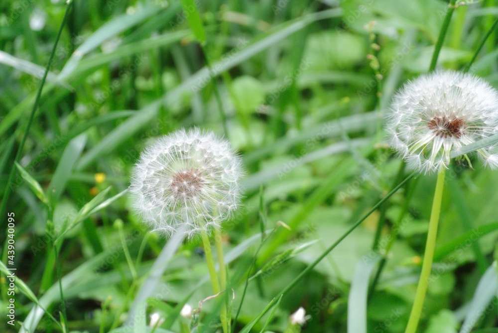 dandelion on grass
日本の河川敷に生えるたんぽぽのふわふわ
